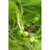 Kép 4/4 - Khadi NEEM HARMONY Ayurvédikus hajolaj (50 ml)