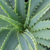Kép 2/2 - PRANA Aloe vera huzat - 25X30 cm (1 db)