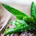 Aloe vera - Aloe barbadensis syn. A. vera