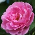 Damaszkuszi rózsa - Rosa damascena