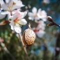 Édesmandula-olaj - Prunus Amygdalus Dulcis Oil