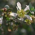 Jojobaolaj - Simmondsia chinensis