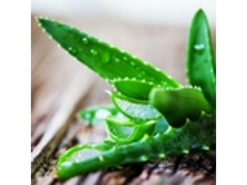 Aloe vera - Aloe barbadensis syn. A. vera