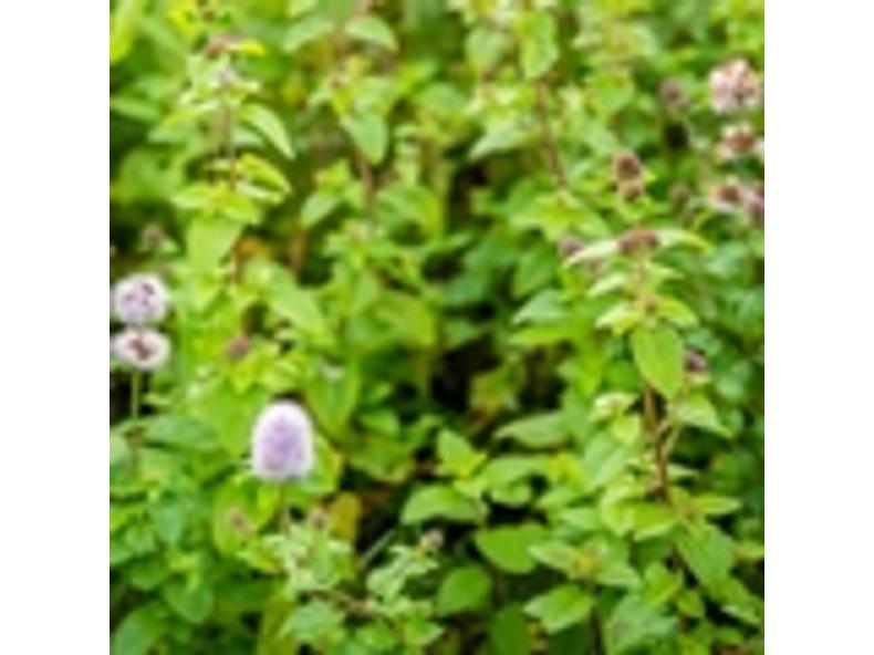 Borsmenta - Mentha piperita