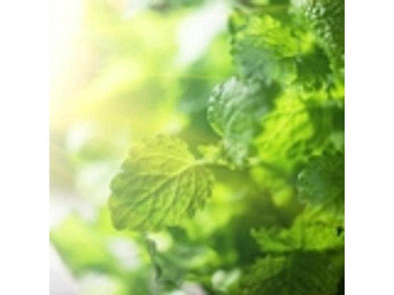 Citromfű - Melissa officinalis