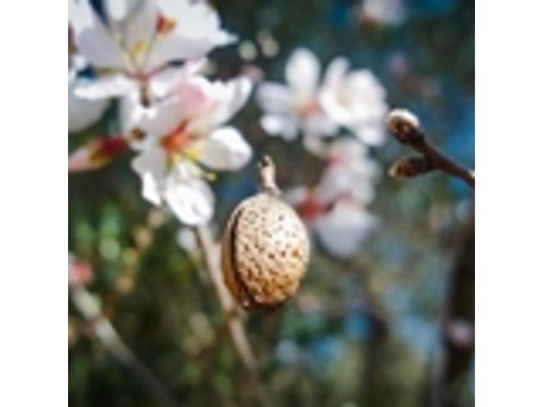 Édesmandula-olaj - Prunus Amygdalus Dulcis Oil
