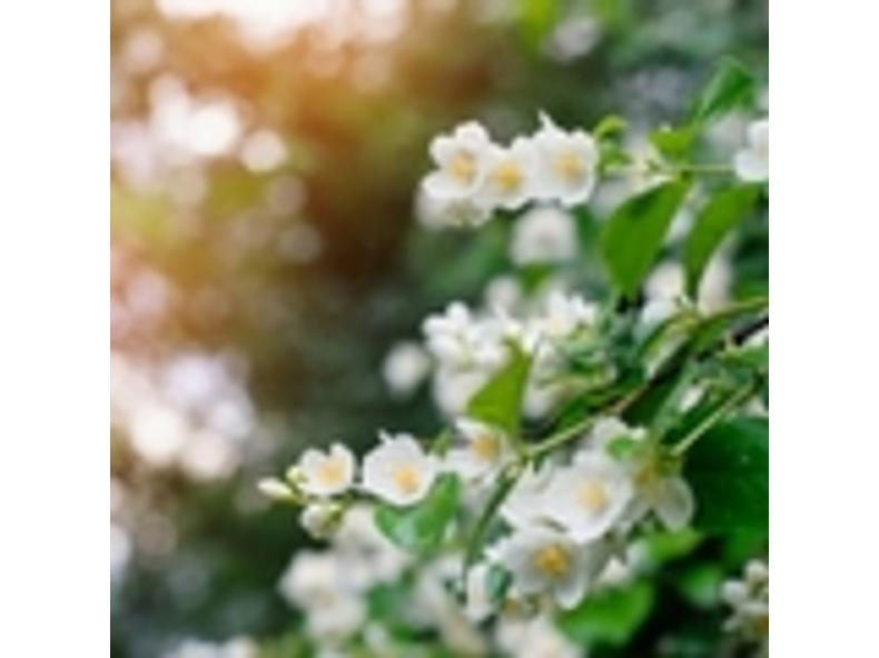 Jázmin - Jasminum officinale