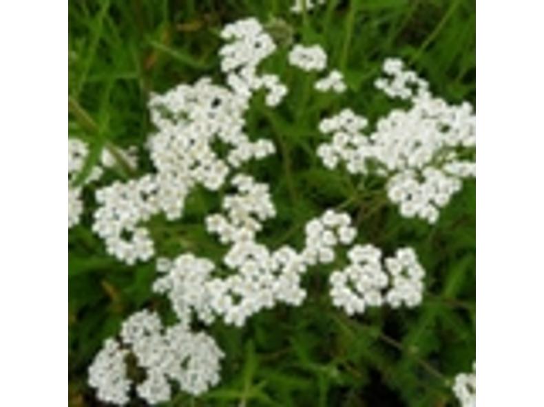 Közönséges cickafark - Achillea millefolium