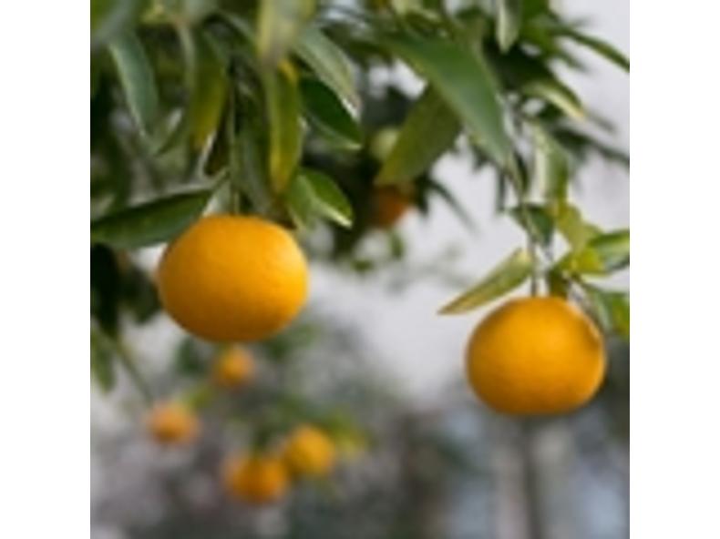Neroli (narancsvirág) - Citrus aurantium