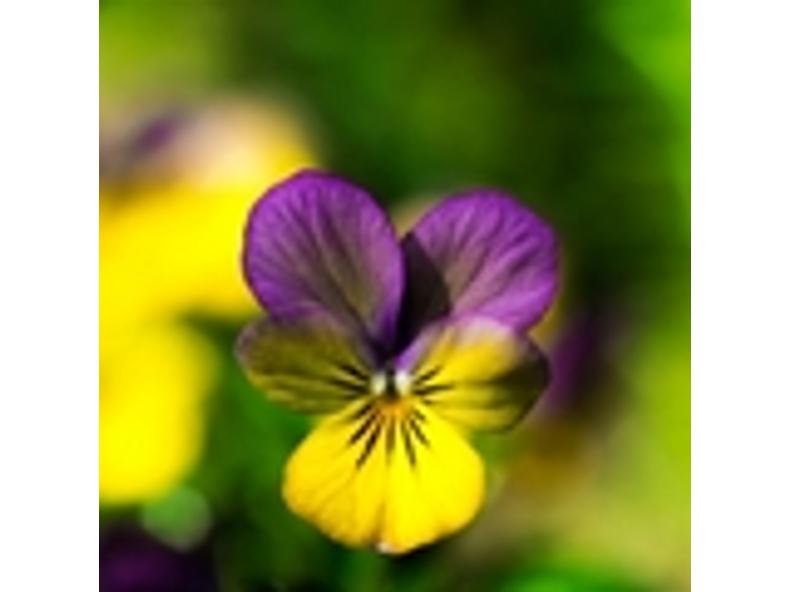 Vadárvácska - Viola tricolor